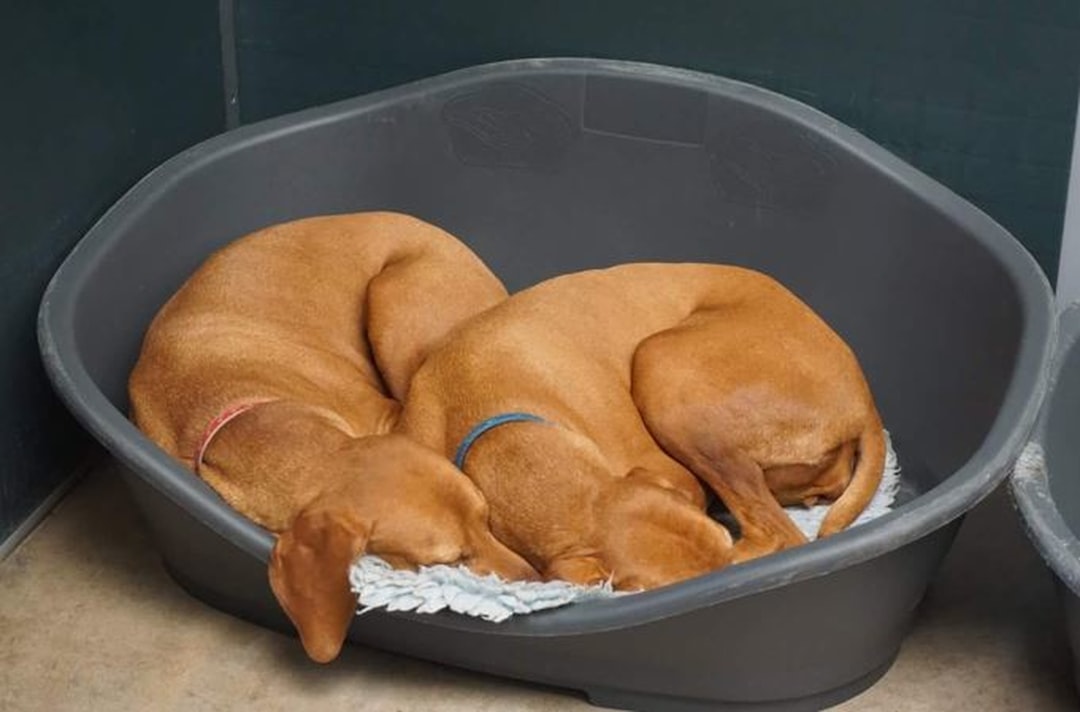 How to Choose a Pet Boarding or Kennel in South Africa