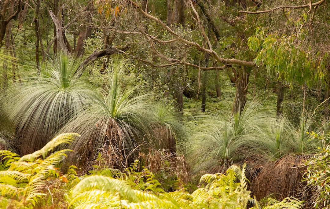 How to Choose the Right Indigenous Plants for Your South African Garden