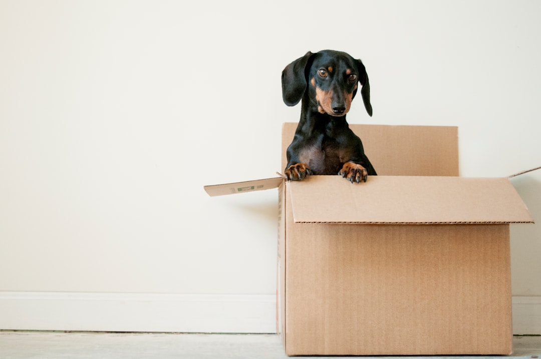 How to Choose a Moving Company in South Africa
