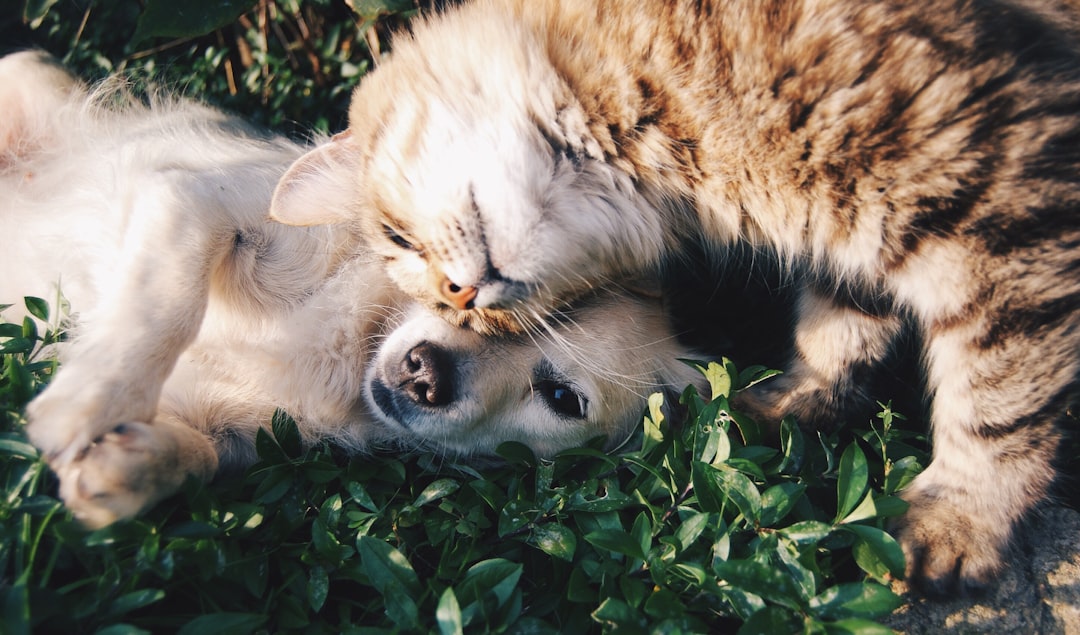 How to Choose a Pet Insurance Policy in South Africa
