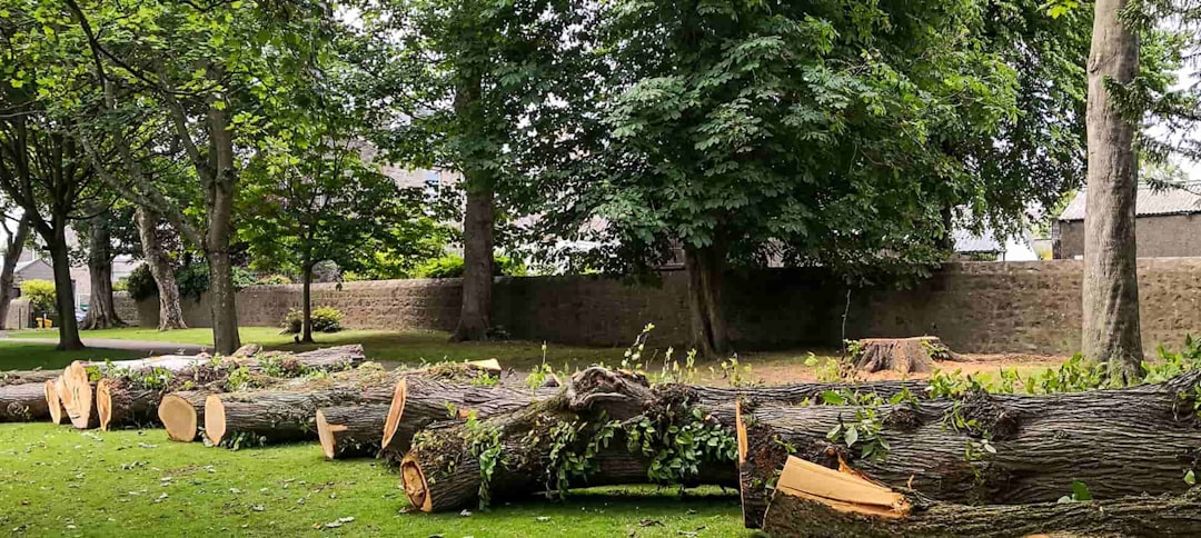 How to Choose a Tree Felling Service in South Africa