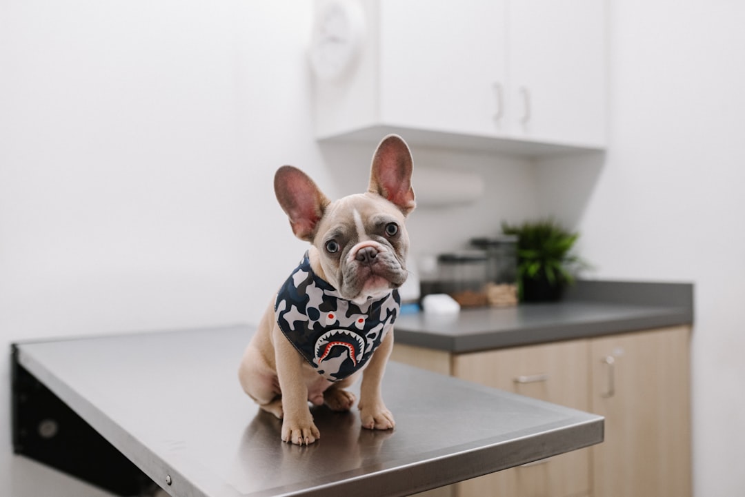 How to Choose a Vet in South Africa