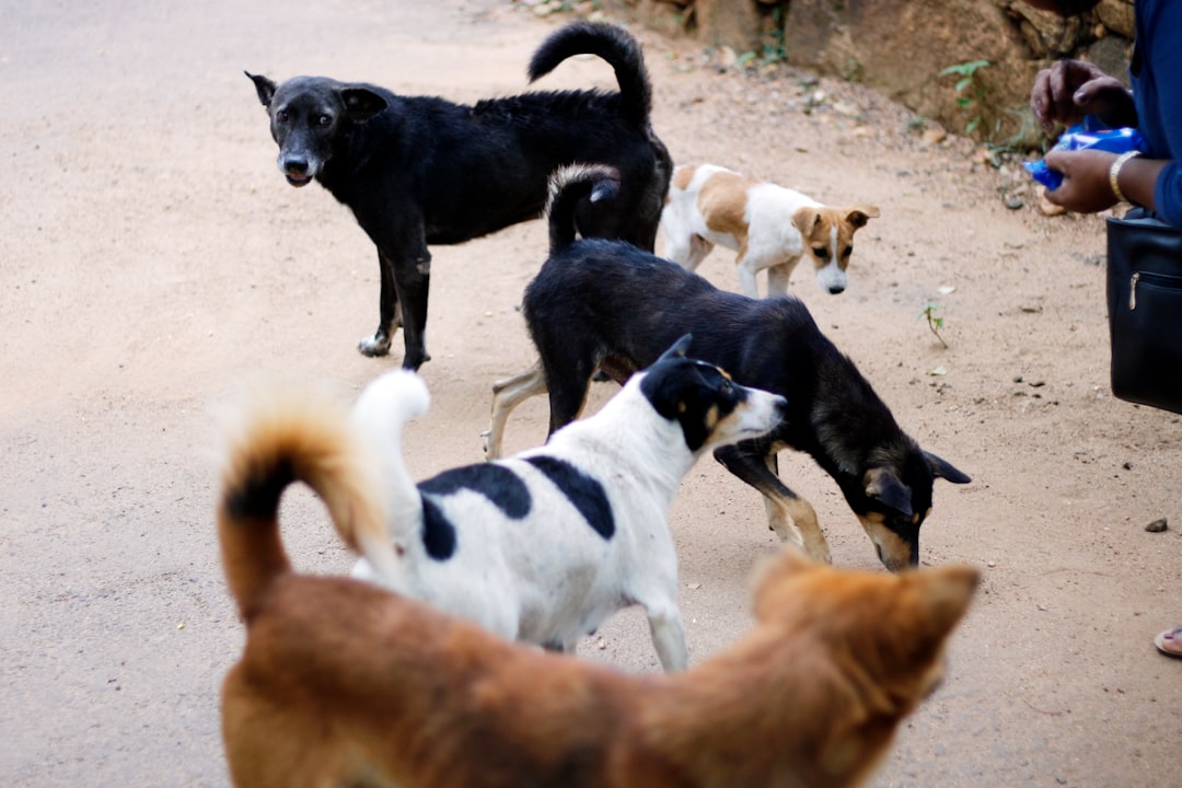 How to Deal With a Stray Animal on Your Property in South Africa