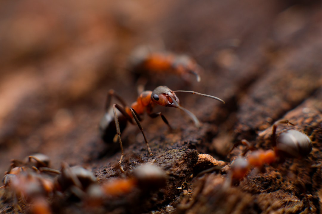 How to Find a Reliable Pest Control Company in South Africa
