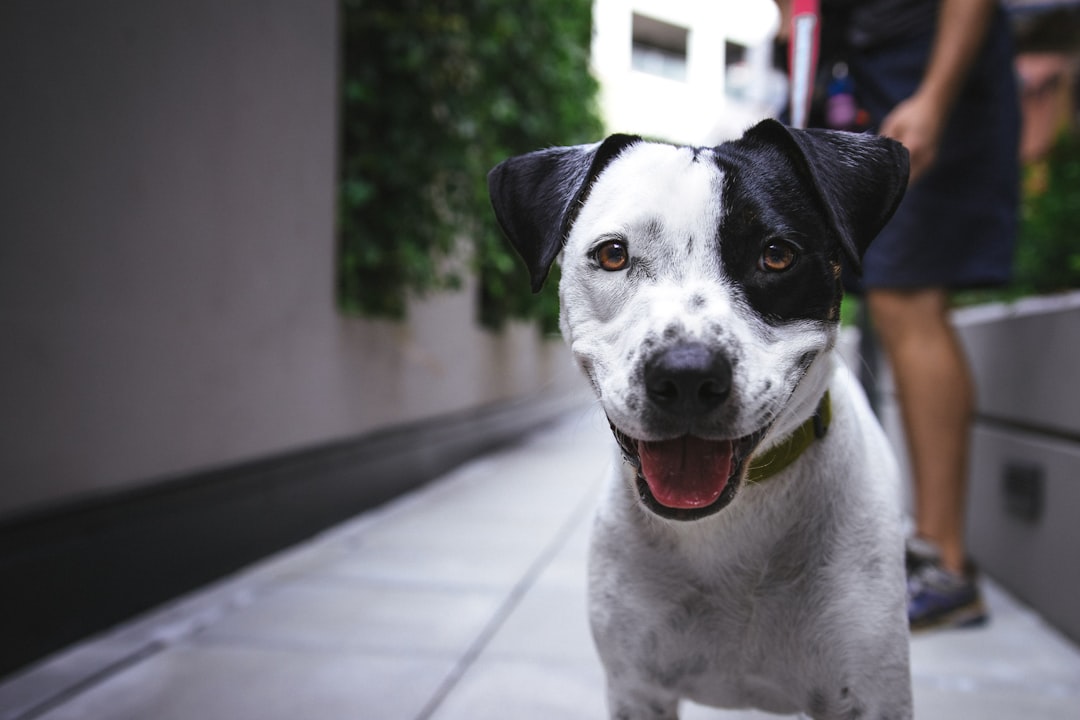 How to Foster a Pet in South Africa
