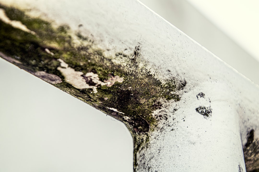 How to Handle Mould After Winter Rains in South Africa