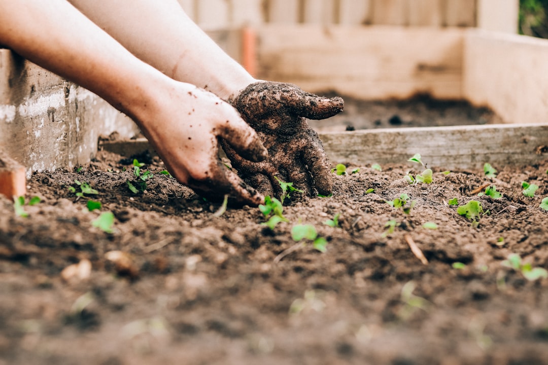 How to Keep Your Garden Healthy During a South African Drought