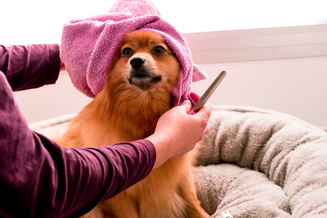 What Pet Grooming Should Cost in South Africa in 2026